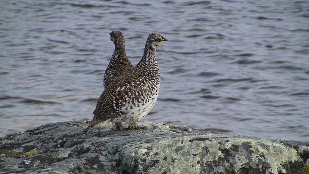 Peterson'S Point Lake Lodgeイエローナイフ エクステリア 写真
